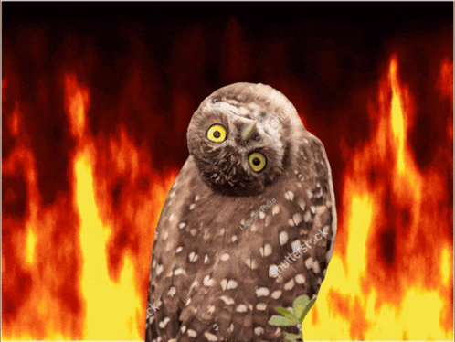 an owl with yellow eyes is standing in front of a fire background