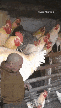 a bald man is feeding chickens in a chicken coop with t.me/kit72 written on the bottom