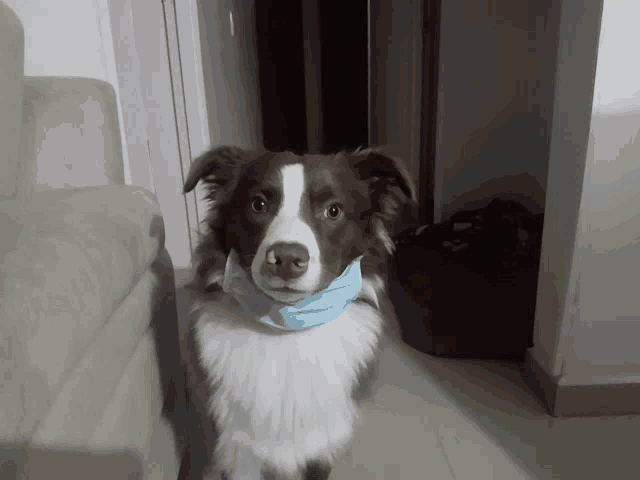 a brown and white dog wearing a blue mask