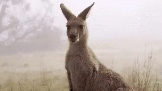 Kangaroo Hmm GIF - Kangaroo Hmm What GIFs