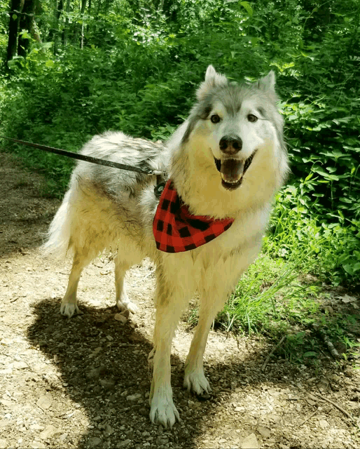 a dog wearing a red and black plaid bandana