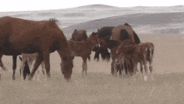 a herd of horses are grazing in a field with mountains in the background