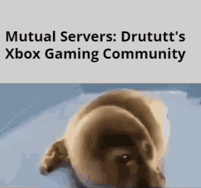 Mutual Servers Drututt GIF - Mutual Servers Drututt GIFs