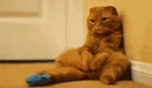 Kitty Miss GIF - Kitty Miss You GIFs