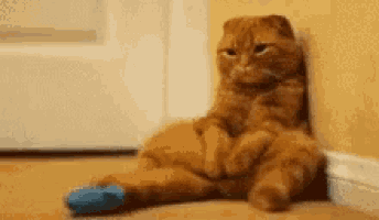 an orange cat with a blue bandage on its paw is sitting on the floor .