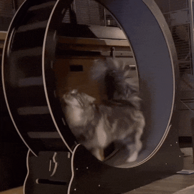 a cat is playing in a hamster wheel with the letter s on it