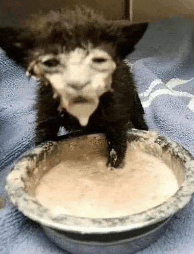 a black and white kitten is drinking from a bowl of food .