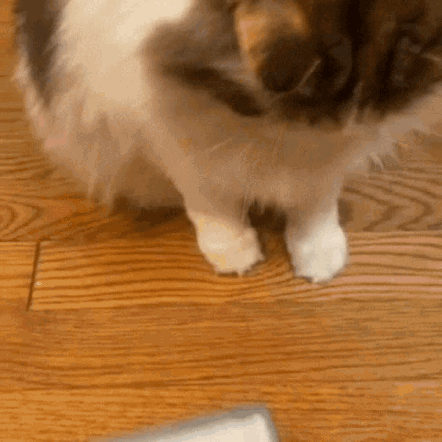 a cat standing on a wooden floor with its paws up