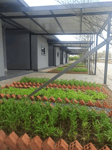 a row of plants growing in a garden with bricks