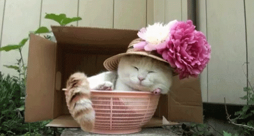 Cute Cat Diva GIF - Cute Cat Cat Diva GIFs