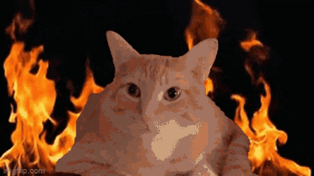 Cheeto Fire GIF - Cheeto Fire Chaos GIFs