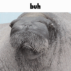 a close up of a walrus 's face with the word buh below it