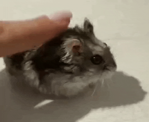 a close up of a person petting a hamster on a white surface .
