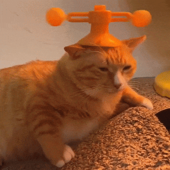 Cat Orange GIF - Cat Orange Spin GIFs