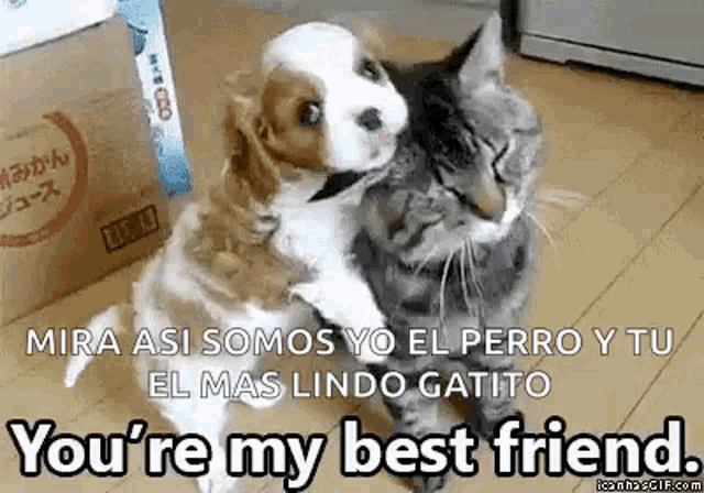 a cat and a puppy are hugging each other on the floor .