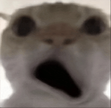 a close up of a cat 's face with its mouth open .
