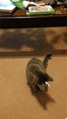 Cat Hilarious GIF - Cat Hilarious Play GIFs