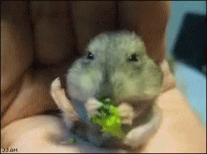 Health Food! GIF - Hamster Nom Nom Broccoli GIFs