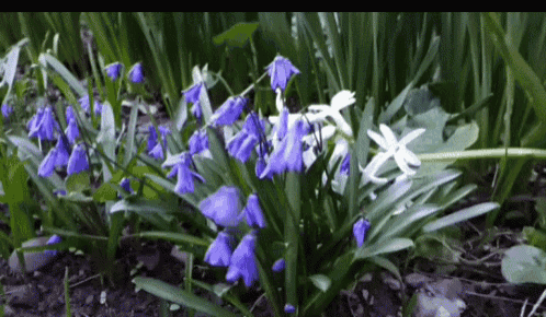 Flowers Spring GIF - Flowers Spring Blue GIFs