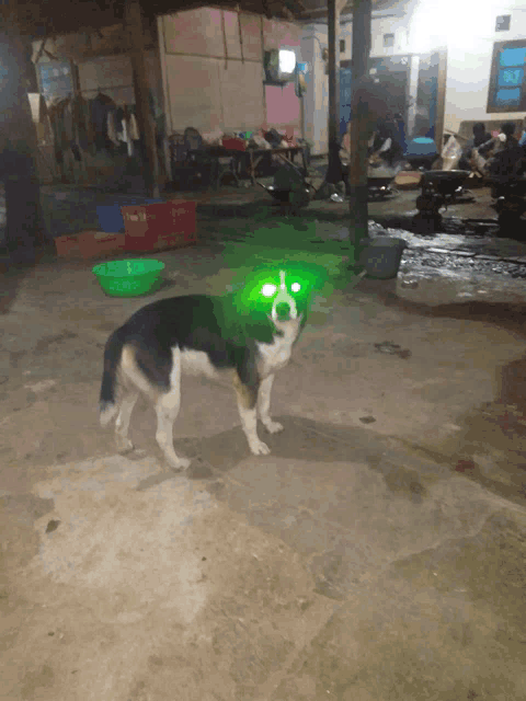 a black and white dog with green eyes is standing in a yard
