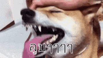 a close up of a dog with its mouth open and a pink tongue sticking out .
