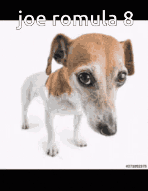 a small brown and white dog is standing on a white background with the caption joe romula 8