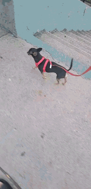 a small dog on a leash is standing next to a trash can .