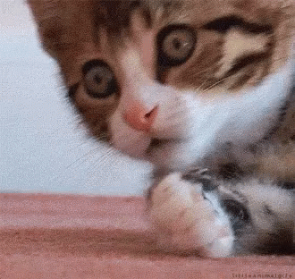 Cute Cat GIF - Cute Cat Omg GIFs