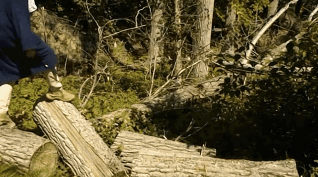 a person in a blue jacket stands on a log in the woods