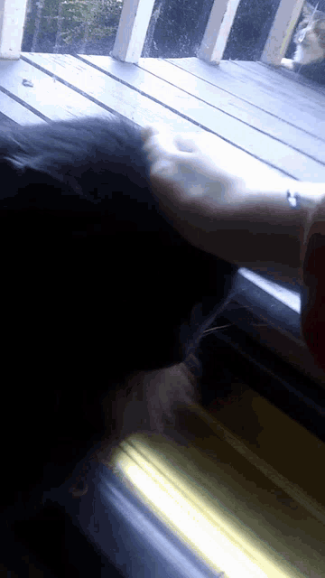 a person petting a cat 's head on a wooden deck