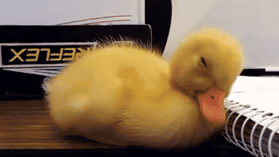 Sleepy Duck GIF - Sleepy Tired Sleep GIFs