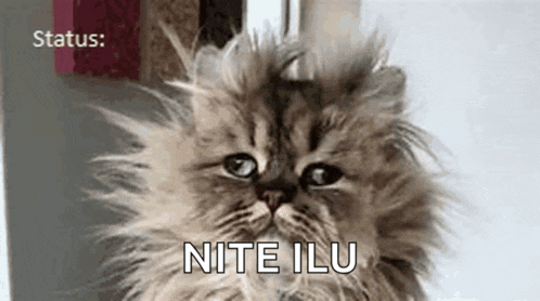 a close up of a cat 's face with the words nite ilu written below it .