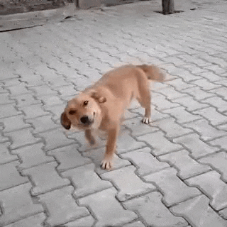 a brown dog is standing on a brick sidewalk looking at the camera .