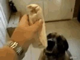 a man is holding a towel over a dog 's mouth .