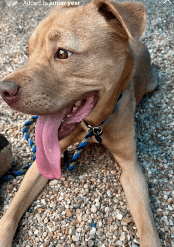 a dog with its tongue hanging out is laying on a gravel ground with the caption added to junior year below it