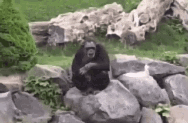 Monkey Zoo GIF - Monkey Zoo GIFs
