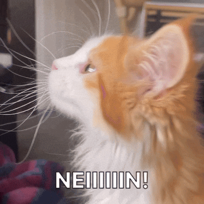 a close up of a cat with the words neiiiin written on the bottom