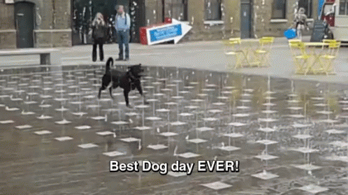 Best Dog Day Ever - Best GIF