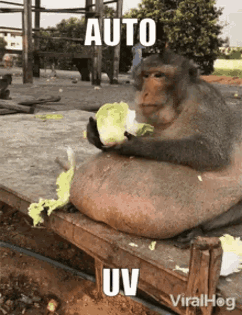 Autouv Monkey GIF - Autouv Monkey GIFs