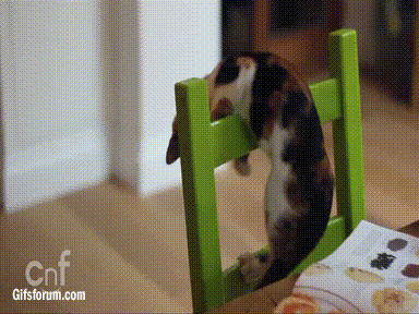 Fail GIF - Cats Chair Falling GIFs
