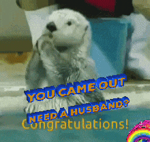 a sea otter says you came out need a husband and congratulations