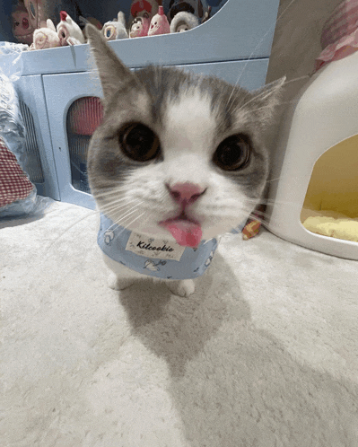 a cat wearing a bib that says kikookie