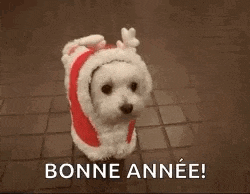 a small white dog is wearing a santa hat and reindeer antlers .