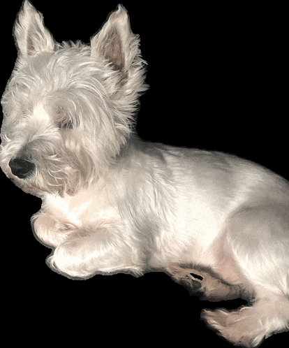 a small white dog is laying down with its eyes closed
