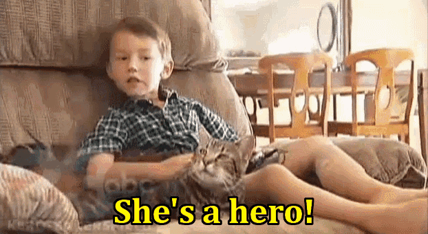The Boy Saved From A Dog Attack Thanks His Cat :) GIF - GIFs