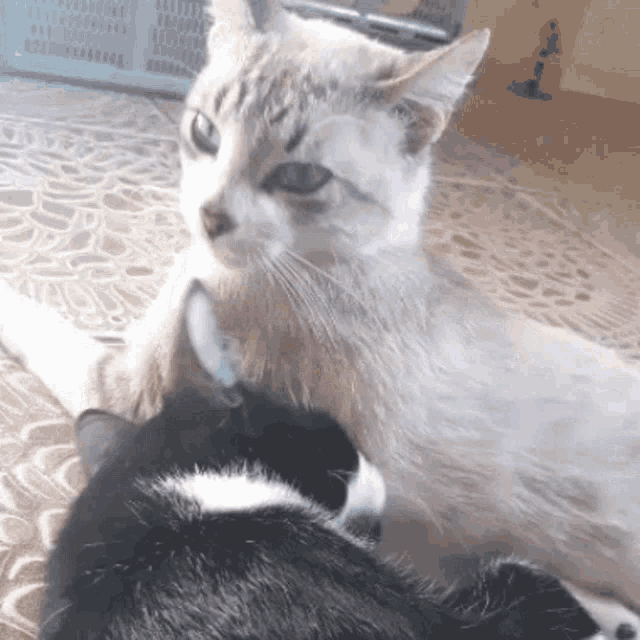 Cat Gato GIF - Cat Gato Chomp GIFs