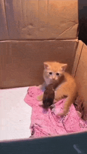 a kitten is sitting in a cardboard box holding a baby rabbit .