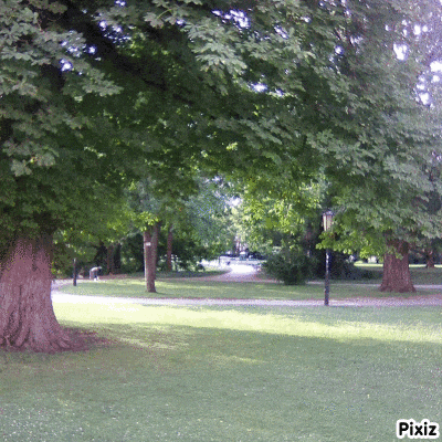 a photo of a park with trees and a street light taken by pixiz