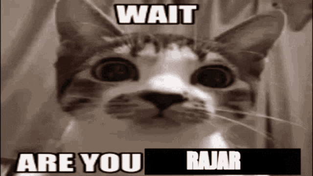 a cat is looking at the camera with a caption that says wait are you rajar