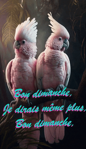 a couple of pink birds sitting on a branch with the words bon dimanche